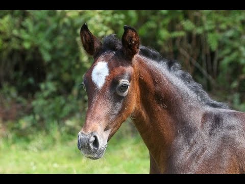 Fräulein Svea*2020 by For Romance II- Sir Donnerhall