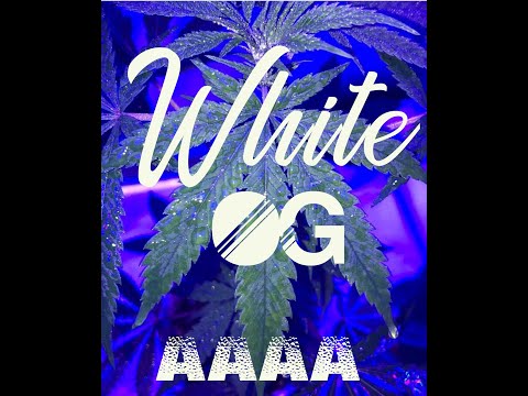 White OG GaSS AAAA (Quad)THC 19% - 26% Strain Views--TheKushCrib.com -- #tkc #weed #strainview