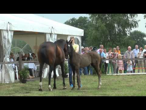 Sudweyher Fohlenschau 2015 - Kat.-Nr. 09