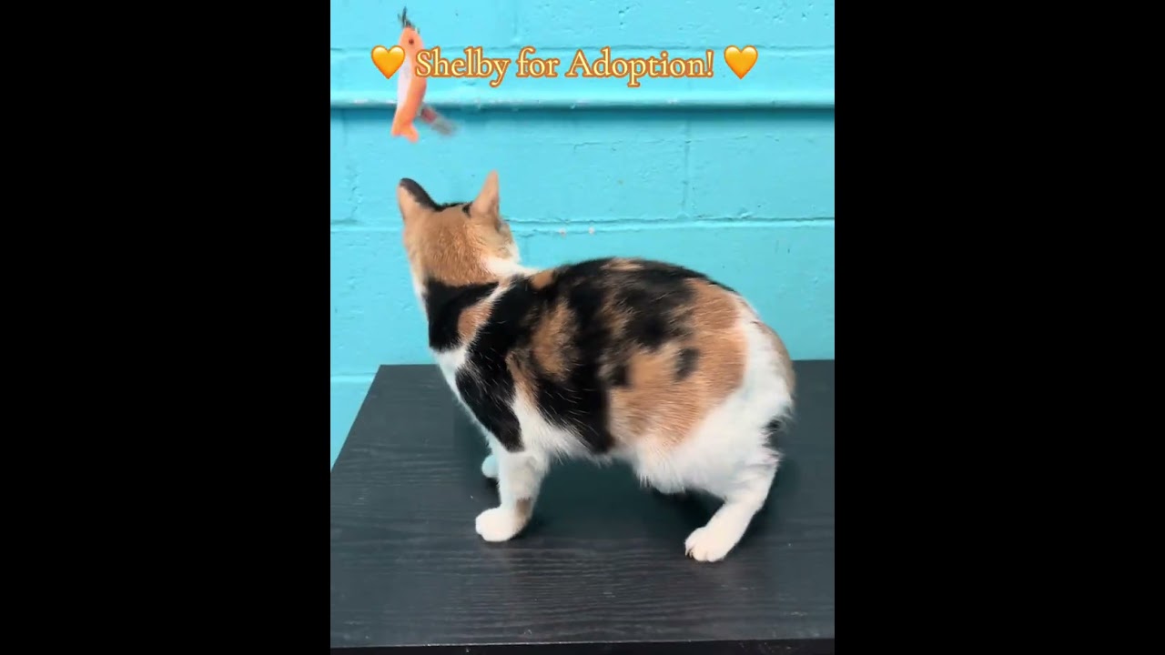 Enlarge Shelby, a ADOPTABLE Domestic Short Hair in Long Beach, NY video 6/6