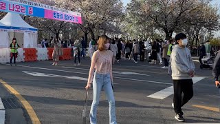 [4k 60fps] Cherry Blossom Festival 2022, Yeouido, Seoul 벗꽃 축제 2022, 윤중로 여의도 서울