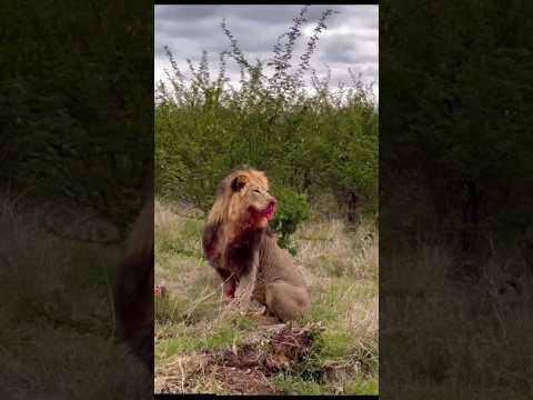 Lion King Scarface part - 2