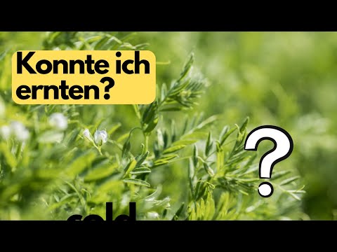 Linsen Anbau in Deutschland- klappt das? (Beluga Linsen)