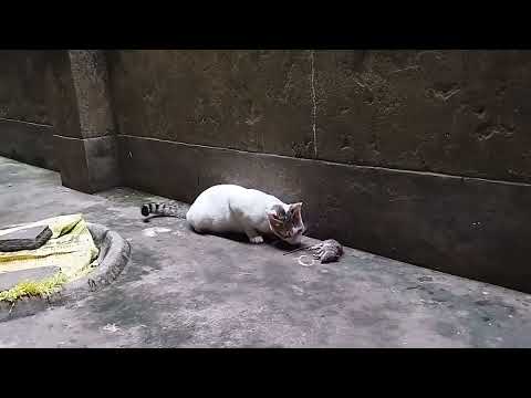 Battle for Survival: Cat Takes on Mouse!