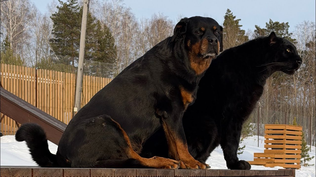 The goats are almost visiting Luna the panther🦌 (ENG SUB)