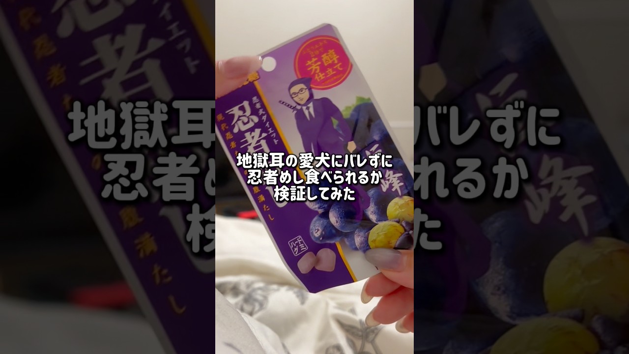 【検証】地獄耳の愛犬にバレずに忍者めし食べられるか #チワワ #犬のいる生活 #shorts