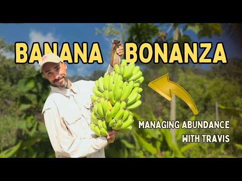 Abundant Bananas: Permaculture Management for Yield