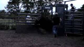833 2yr old bucking bull, Ferguson Bucking Bulls