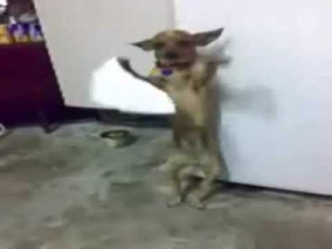 S.ASA - Bissolini - Daka