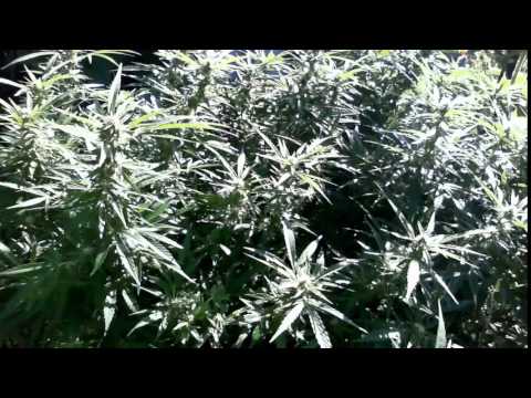 rnb  flava SAMPLE 2015 828 KRONIK PRODUKTIONS