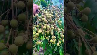 Download lagu Klengkeng New Kristal dan Itoh rekomendasi untuk di kebun kan ??? mp3 Download lagu Klengkeng New Kristal dan Itoh rekomendasi untuk di kebun kan ??? mp3