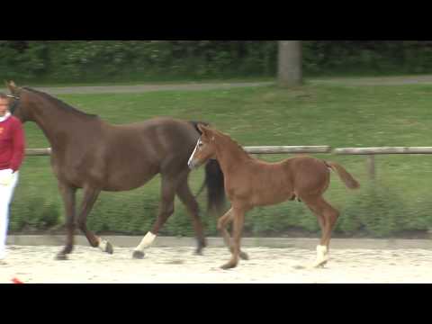 KN 04 HF von Colorit - Vivaldi