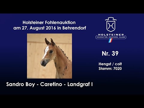 Holsteiner Fohlenauktion 2016 in Behrendorf - Nr. 39 v. Sandro Boy - Caretino