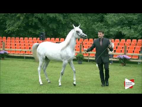 N.142 HANAYA AMIRAH - Bruges 2016 - Straight Egyptian Yearling Fillies (Class 103)