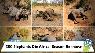 350 Elephants Die Africa, Reason Unknown