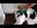 Loud Hungry Cat Simply Just Does A Jump