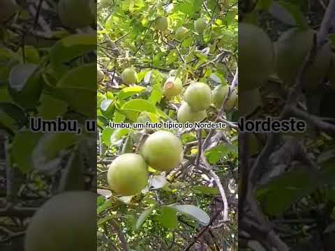 O #umbu  é um fruto típico da #caatinga nordestina, sendo a #bahia o estado com a maior produção