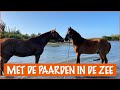 Middagje zwemtherapie met de paarden! | DierenpraatTV