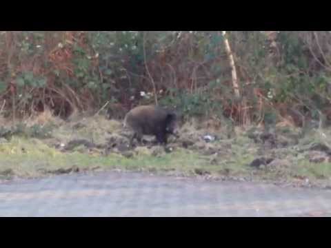 Dzik Objazdowa Zielona Góra 19.02.2015