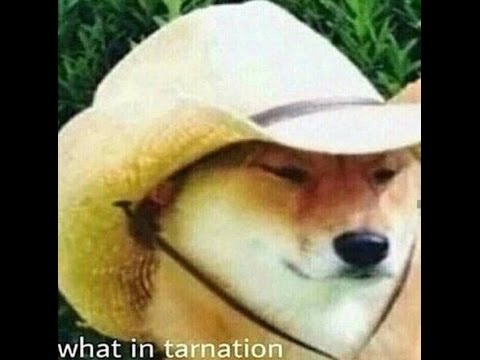 "What in Tarnation?" Meme Compilation