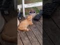 stray cats sleeping on my porch!