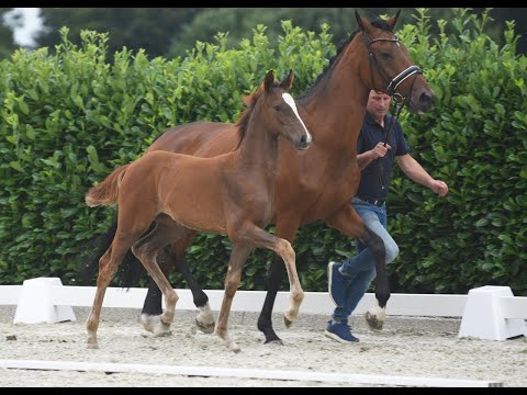 Stutfohlen , geb  25 03 2020 von Symphonic x Sunny Boy x Acapulco