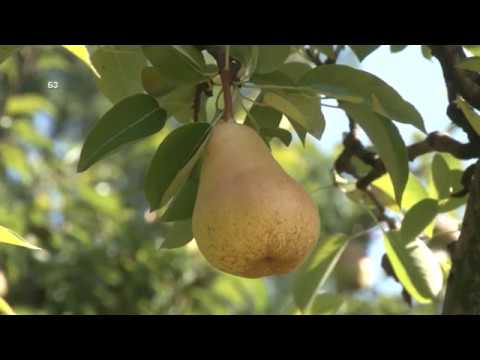 KAKO NE PRSKAJU NE DJUBRE VOCE U SLOVENIJI  -  ALI I KAKO GA PRSKAJU - BILOSKA BORBA