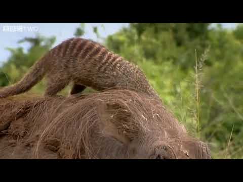 This Warthog took a trip to the Mongoose Spa _ Banded Brothers#hollywood#piano