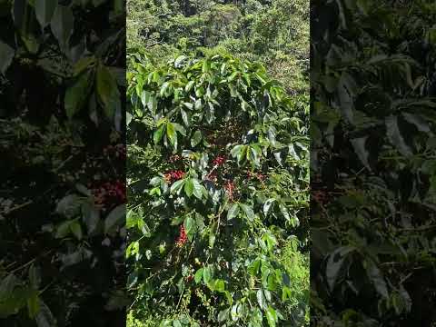 🤩🇨🇴ACEVEDO HUILA TIERRA CAFETERA ☕️🤠🇨🇴