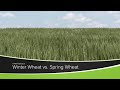 Winter Wheat vs. Spring Wheat