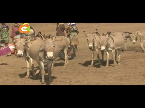 Punda wanaibwa na kuchunwa ngozi Turkana