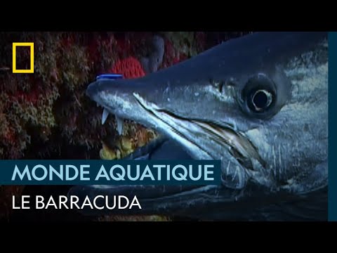 Le barracuda, chasseur à haute vitesse
