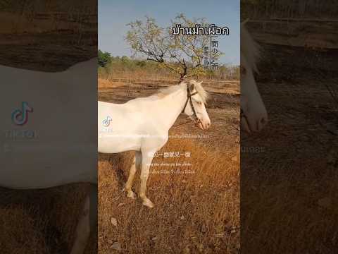 #friends #funnyshorts #albino