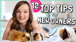 Top 12 Tips for New Guinea Pig Owners!