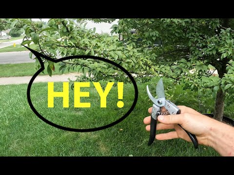 Shrieking Neighbor Interrupts Peaceful Pruning Job: feat.  Stihl PP70 Pruning Shears