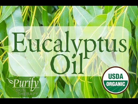 Eucalyptus Essential Oil ~ All You Ever Need To Know