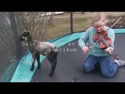 Fiolin i Verdal kulturskole