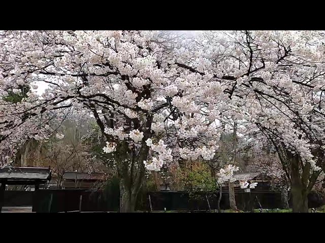 2025 [Kakunodate Cherry Blossoms] Blooming Status April 23rd