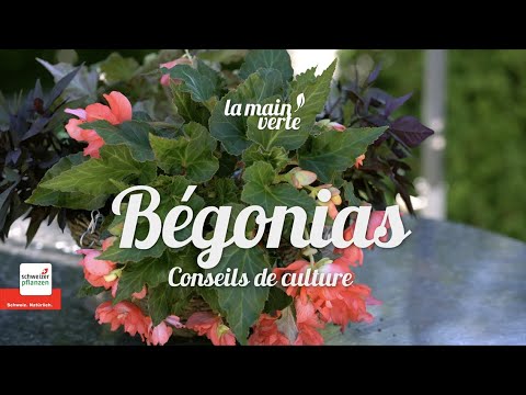 , title : 'Bégonias - Conseils de culture'