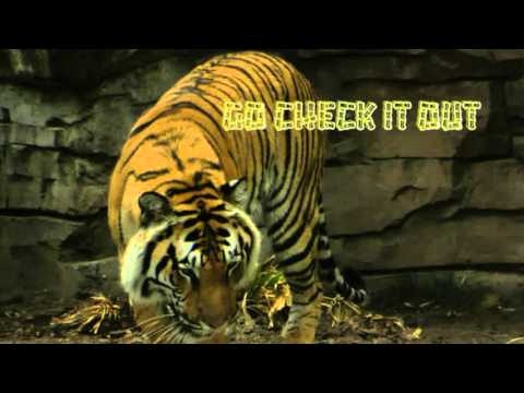 April 22nd Trade What You See with Larry Pesavento on TFNN - 2016