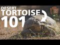 Desert Tortoise 101 - Everything You Need To Know