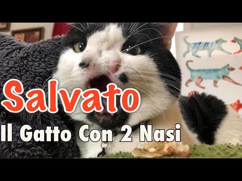 La tosse provocata da trattamento di parassiti Quella sospensione o una targa da vermi per cuccioli sono migliori