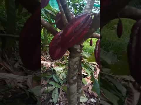 Cacao Fiji Farms tour of Fiji cocoa varieties