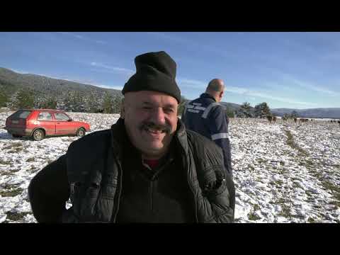 - GOVEDA ZMAJA OD ŠIPOVA ČISTA PRIRODA, JA NE REKLAMIRAM, JA PRODAVAM