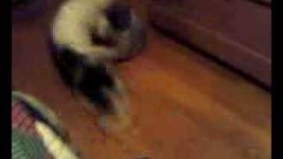 preview picture of video 'shih tzu puppy  verses bichon'