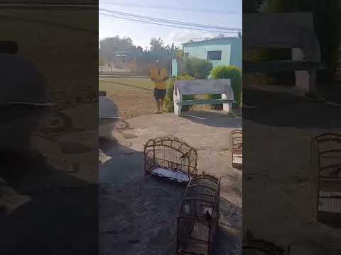 Primera competencia de negritos en Mayabeque, Jaruco. disfrútenlo.