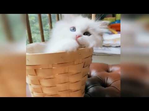 Cats videos | cats and dogs lover | Funniest  videos series | cats fighting | Funny cats videos dogs