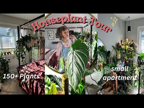 Houseplant Tour 2023 🪴 all the plants in my 500sqft apartment! (rare + common)