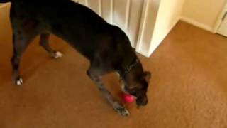 Daisy the Great Dane playing