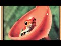 Opening Closing To Rainforest 1993 VHS
